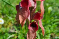 Séparias négligé (orchidée)