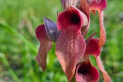 Séparias négligé (orchidée)