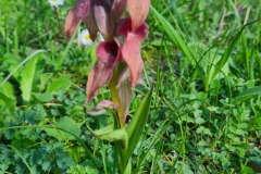 Séparias négligé (orchidée)