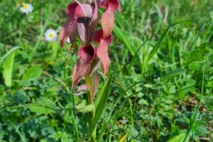 Séparias négligé (orchidée)