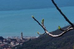 Moneglia