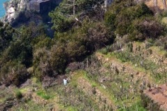 Corniglia
