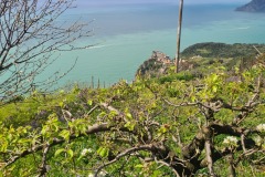 Corniglia