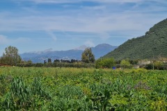 Vecchiano