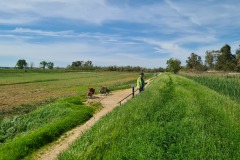 Massarosa