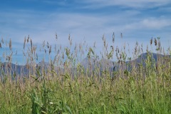 Massarosa