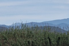 Massarosa