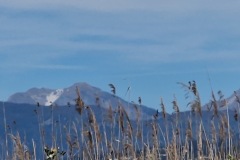 Massarosa