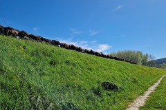 Lucca