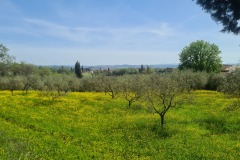 Fuececchio