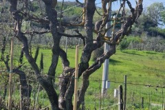 Arbres fruitiers taillés en gobelet