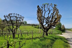 Arbres fruitiers taillés en gobelet