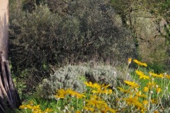 Gambassi Terme