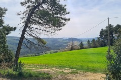 Il Castagno