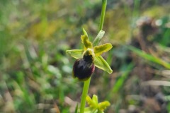 Orchideé de bord de route : ophrys araignée