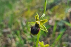 Orchideé de bord de route : ophrys araignée