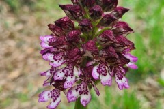 Orchideé de bord de route : orchis pourpre