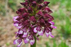 Orchideé de bord de route : orchis pourpre