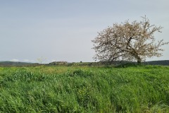 Monterriggioni