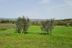 Monterriggioni