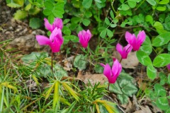 Cyclamen de printemps