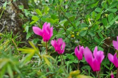 Cyclamen de printemps