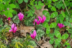 Cyclamen de printemps