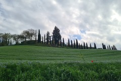 Monteroni d'Arbia : champ de lin