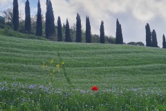 Monteroni d'Arbia : champ de lin