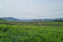 Montalcino