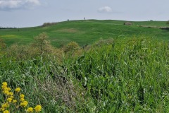 Montalcino
