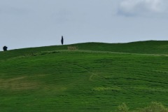 Montalcino