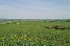 Montalcino