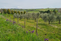San Quirico 