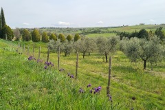 San Quirico 