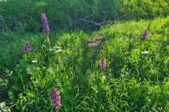 Orchis mâles