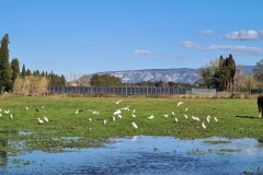 Hérons Garde Boeufs