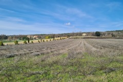 Champs de lavande