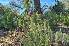 Picnic avec vue sur mer