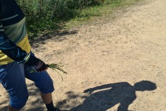 Récolte d'asperges sauvages