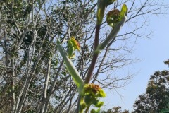 Ferula