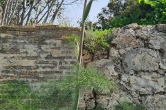 Ferula