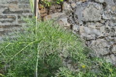 Ferula