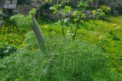 Ferula