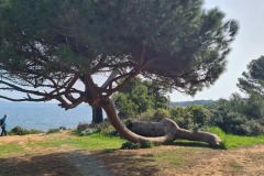 Ile Sainte Marguerite