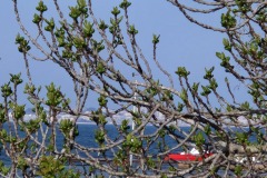 Ile Sainte Marguerite