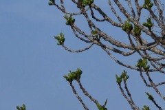 Ile Sainte Marguerite