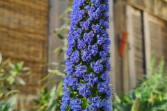 Vipérine de Madère