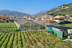 Serres et fleurs à Prai