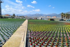 pépinières à Albenga